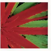 Konkurrent Jejune - This Afternoon Malady (2 LP)
