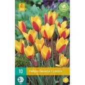 Jub holland Tulp Clusiana Cynthia