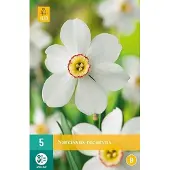 JUB X 5 Narcissus Recurvus