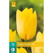 JUB - Tulipa Strong Gold, 8 bloembollen