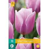 JUB X 10 Tulipa Synaeda Amor