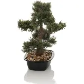 Hjh OFFICE Kunstplant/kunstboom BONSAI 44 cm groen