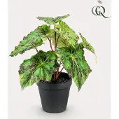 Green Boutiq Kunstplant - Begonia Rex - Bladbegonia - 25 cm