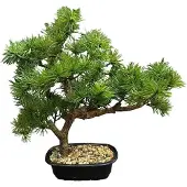 Buitengewoon Boet Kunstplant Bonsai Pine Tree - 33 cm