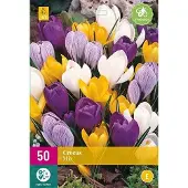 Jub holland - bloembollen - Krokus/Crocus Grootbloemig Mix - maat 7/8 - 30 stuks