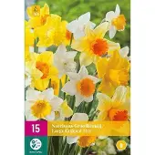 Jub holland - bloembollen - Narcissen Grootkronig Mix - maat 12/14 - 15 stuks