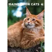 CalendarsRUs Maine Coon A3 Kalender 2027