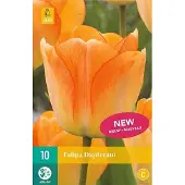 JUB X 10 Tulipa Daydream