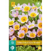 JUB X 10 Tulipa bakeri Lilac Wonder