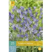 JUB X 25 Triteleia Corrina