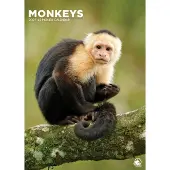 CalendarsRUs Apen A3 Kalender 2027