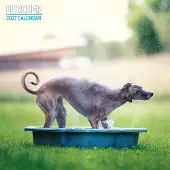 Magnet & Steel Lurcher Kalender 2027