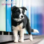 Magnet & Steel Border Collie Kalender 2027
