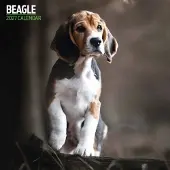 Magnet & Steel Beagle Kalender 2027