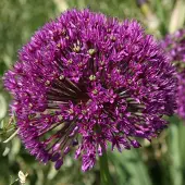 QFB Gardening Allium Purple Sensation | 10 stuks | Paars | Sierui Bollen