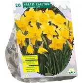 Baltus Narcis Carlton - 20 bloembollen