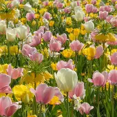 QFB Gardening Bloembollen Mix Spring Cocktail | 600 stuks | Geel | Crème | Roze |