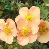 Arborix Potentilla Fruticosa 'Daydawn' - Struikganzerik 25-30 cm pot