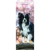 Magnet & Steel Border Collie Kalender 2027 Slimline