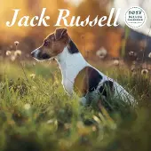 Magnet & Steel Jack Russell Terrier Kalender 2027 Deluxe