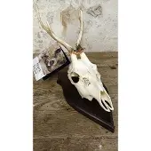 Mars & More trofee schedel reebok op hout 20cm