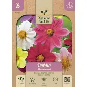 Baltus Dahlia Mignon mengsel bloemenzaad Nature Gifts
