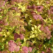 Arborix Spiraea Japonica 'Little Princess' - Spierstruik 20-25 cm pot