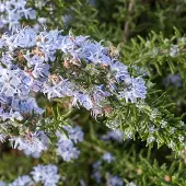 Arborix Rosmarinus Officinalis 'Prostratus' - Kruipende rozemarijn 20-30 cm pot