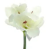 Gasper amaryllis wit 66 cm - kunstbloemen