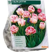 Baltus Tulipa Upstar 10 stuks bloembollen