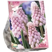 Baltus Bollen Muscari Pink Sunrise 7 stuks