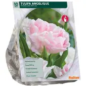 Baltus Tulipa Angelique 10 stuks bloembollen