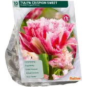 Baltus Tulipa Crispion Sweet 10 stuks bloembollen