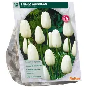 Baltus Tulipa Maureen 10 stuks bloembollen