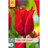 JUB Tulipa pretty woman 7st
