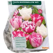Baltus Tulipa Marshmellow mix 10 stuks bloembollen