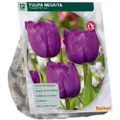 Baltus Tulipa Negrita 12 stuks bloembollen