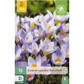 JUB Crocus rosalind 15st