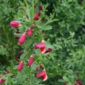 Arborix Cytisus 'Burkwoodii' - Brem 40-60 cm in pot