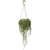 Intratuin Schildpadplantje (Peperomia Prostrata HP) D 14 H 30 Cm
