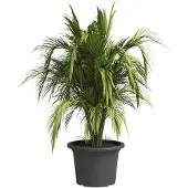 Artevasi Pot Venezia D50Cm Antraciet