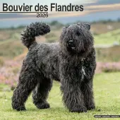 Avonside Publishing Ltd. Bouvier Kalender 2026