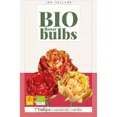 JUB Tulipa Gudoshnik Double bloembol 7 stuks bio