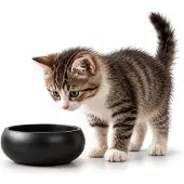 Belviona Kattenvoerbak zwart, RVS 360 ml voor voer & water