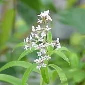 Arborix 6 x Aloysia Triphylla (= LIPPIA) - Citroenverbena pot 9x9cm