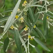 Arborix Elaeagnus Angustifolia - Smalbladige olijfwilg 60-80 cm pot