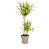 Exotenherz Dracaena marginata "Sunray" - Zonlichtdracaena - Hoogte: 80-100 cm