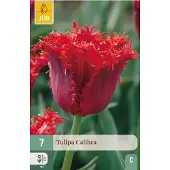 JUB Tulipa calibra 7st
