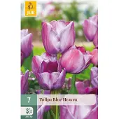 JUB Tulipa Blue Heaven bloembol 7 stuks