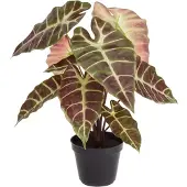 Maxifleur Kunstplanten Alocasia kunstplant 40cm Burgundy in kweekpot